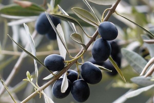 African black olives for Hair Growth