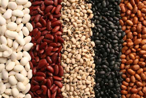 Which beans burn belly fat