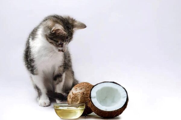 Can cats drink coconut water
