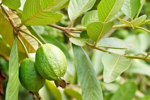 How Guava Leaves Help in Hair Growth