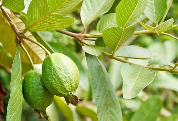 How Guava Leaves Help in Hair Growth